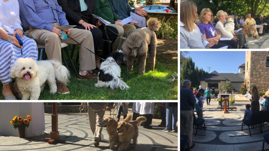 The Feast of Saint Francis & Blessing of the Animals - Grace